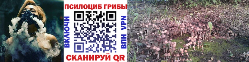 Псилоцибиновые грибы Psilocybe  кракен сайт  Гдов 